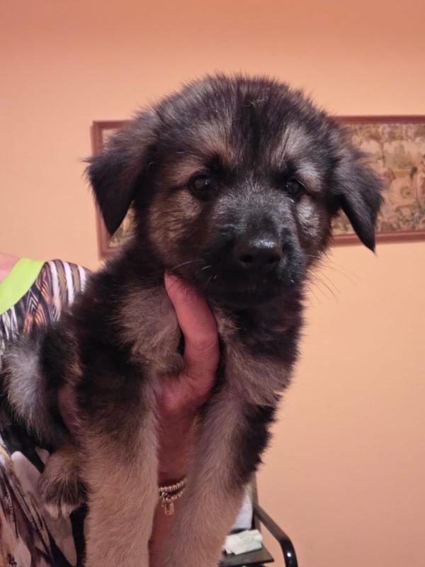 Nebbia Splendido Cucciolo Pastorino