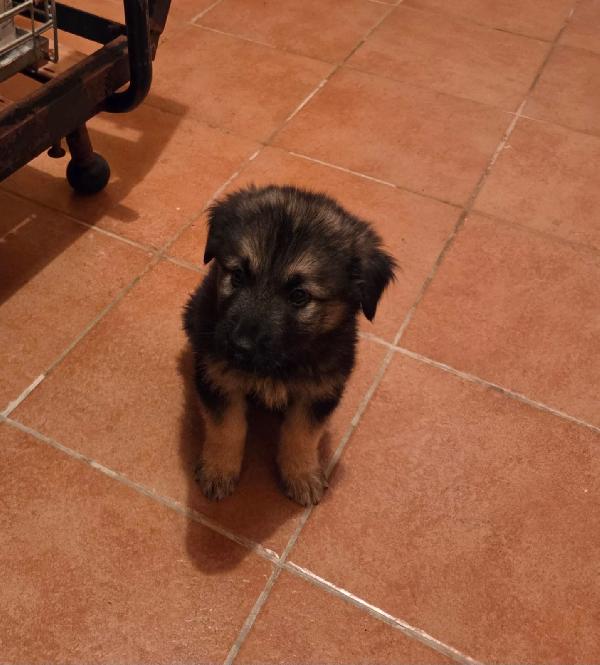 Nebbia splendido cucciolo pastorino Foto 2