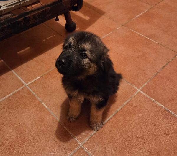 Nebbia splendido cucciolo pastorino Foto 4