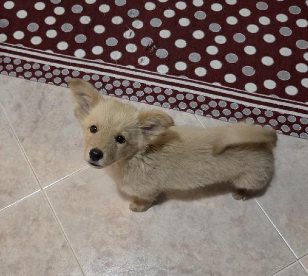 Ali ‘ Splendido Cucciolo Di Volpino 