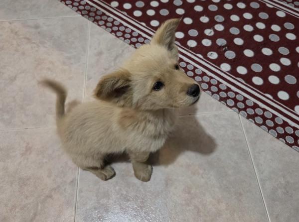 Ali ‘ splendido cucciolo di volpino  Foto 2