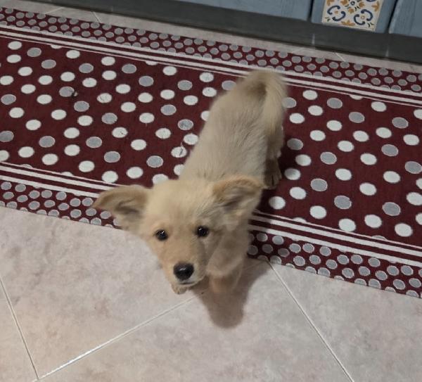 Ali ‘ splendido cucciolo di volpino  Foto 3
