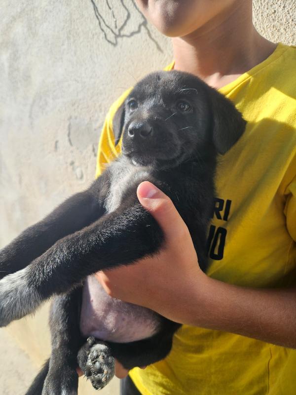 Spiga Meravigliosa Cucciola Cerca Famiglia Foto 3