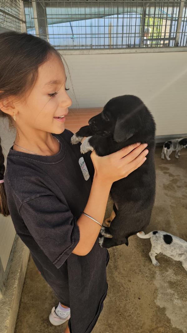 Spiga Meravigliosa Cucciola Cerca Famiglia Foto 5