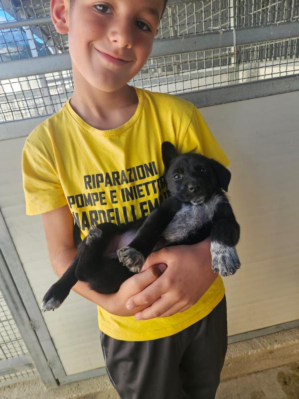 Spiga Meravigliosa Cucciola Cerca Famiglia Foto 6