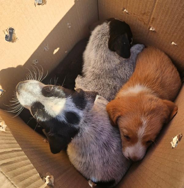 Spiga Meravigliosa Cucciola Cerca Famiglia Foto 8