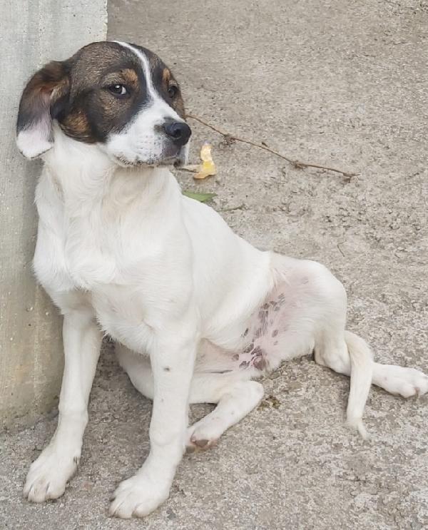 Mix Breton fratello/sorella 2anni finiti in 1pessimo posto Foto 2