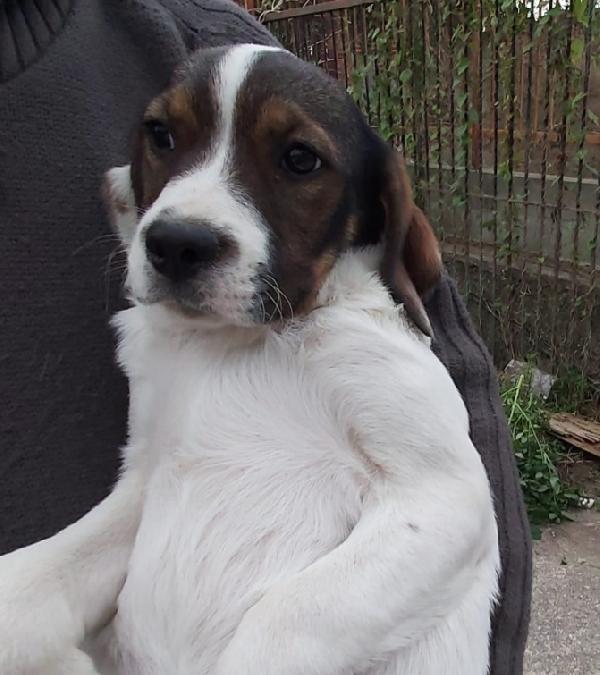Mix Breton fratello/sorella 2anni finiti in 1pessimo posto Foto 3