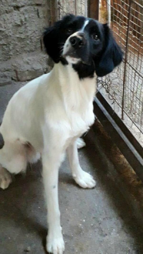 Mix Breton fratello/sorella 2anni finiti in 1pessimo posto Foto 5