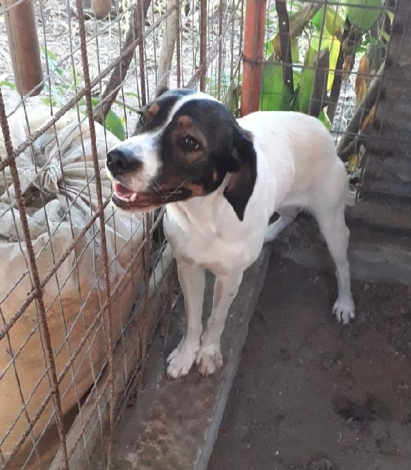 Mix Breton fratello/sorella 2anni finiti in 1pessimo posto Foto 8