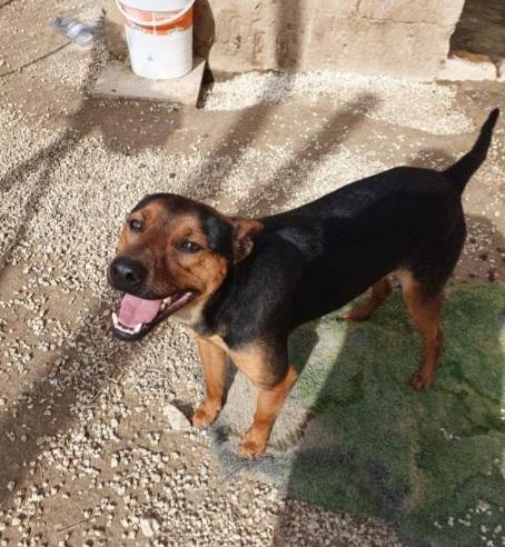 Valentino 2Anni Tg Media Ok Gatti Sicilia 