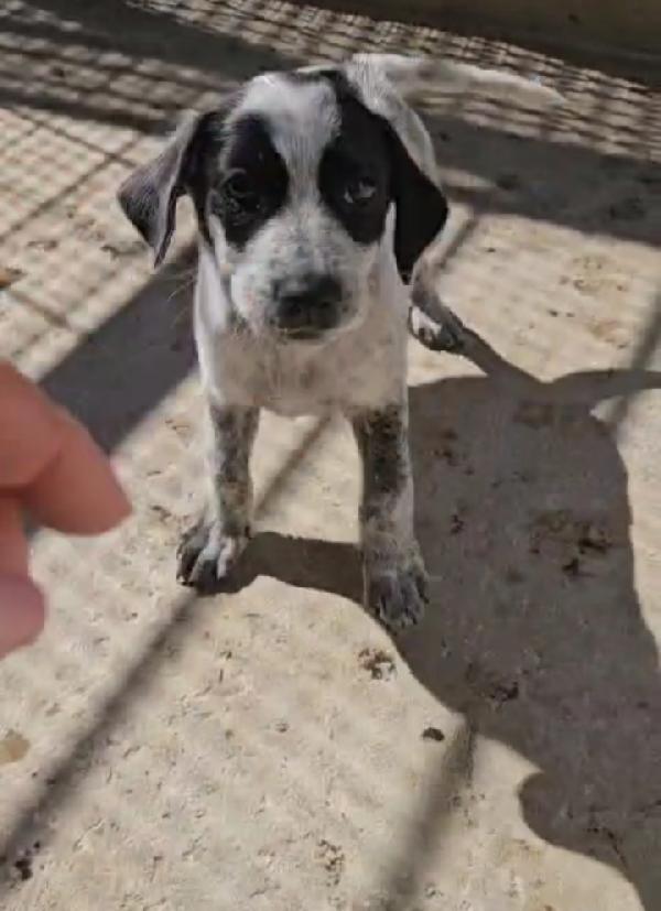 Ape: cucciola taglia contenuta  Foto 3