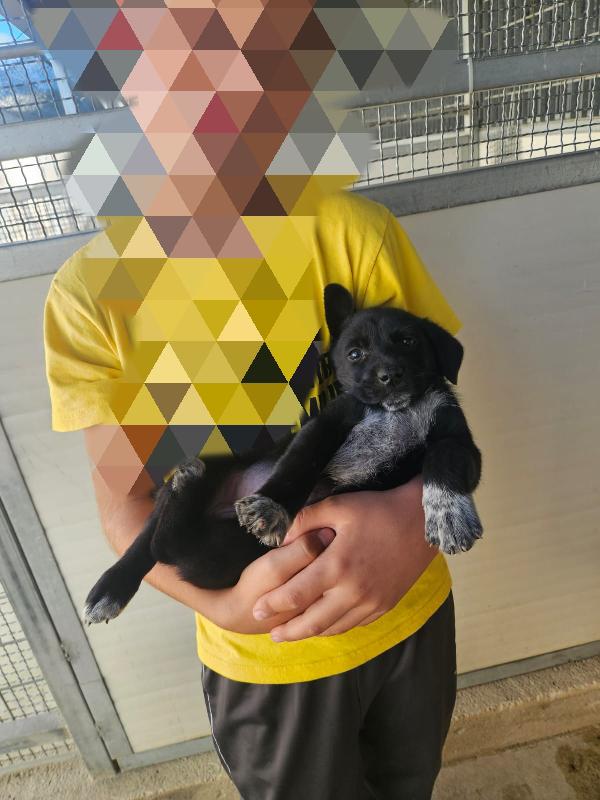 SPIGA: CUCCIOLA TAGLIA CONTENUTA  Foto 2