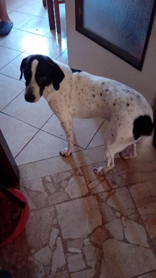 Rufus Un Cagnolino Dolcissimo 