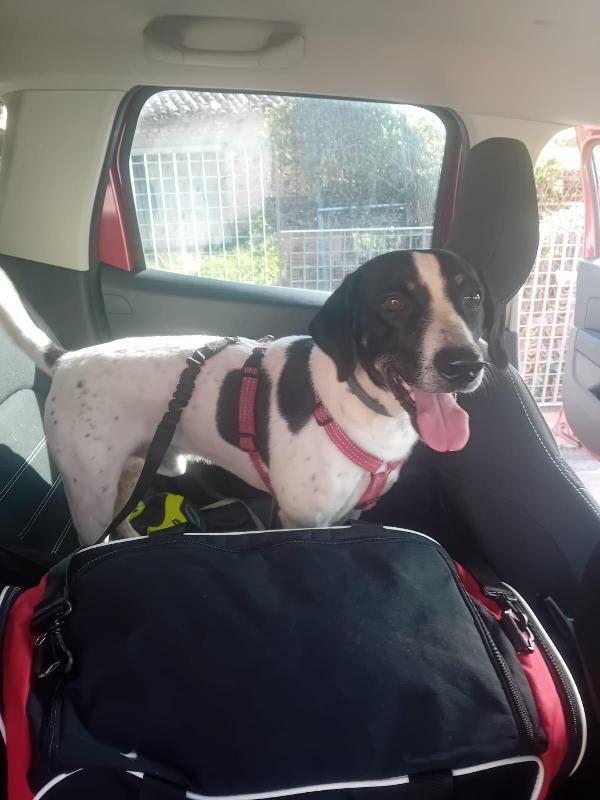 Rufus un cagnolino dolcissimo  Foto 3