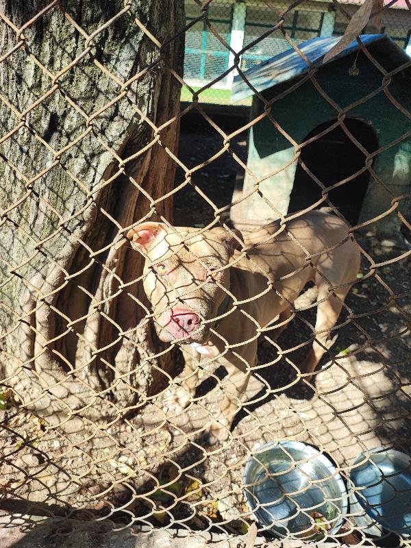 THOR, ennesima rinuncia di un pit buono come il pane🩵 Foto 2