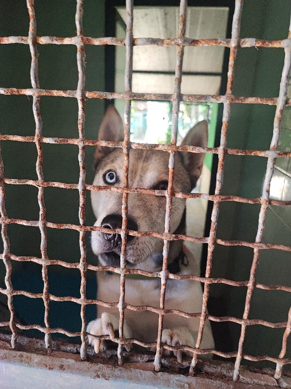 Aron, anima inconsolabile 💔 Foto 4