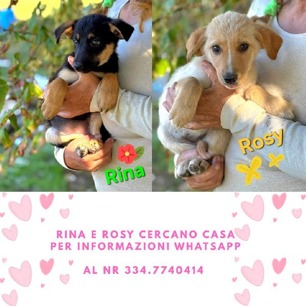 Rina E Rosy Dolci Cucciole Cerca Casa - Adozione 