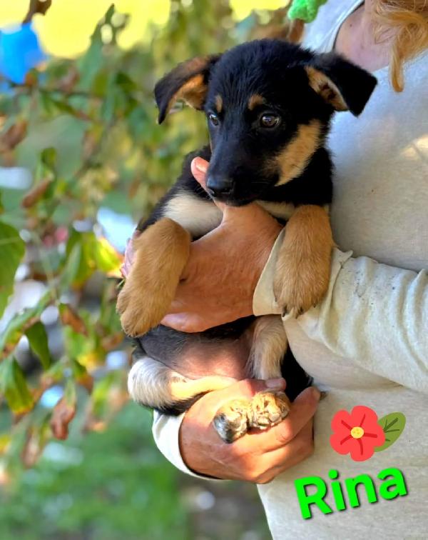 Rina e Rosy dolci cucciole cerca casa - adozione  Foto 2