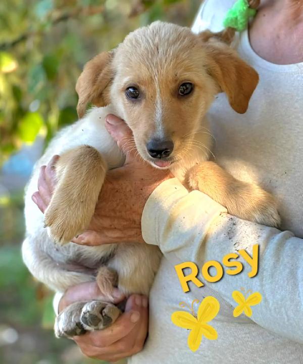 Rina e Rosy dolci cucciole cerca casa - adozione  Foto 5
