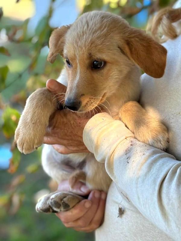 Rina e Rosy dolci cucciole cerca casa - adozione  Foto 6