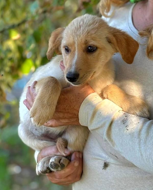 Rina e Rosy dolci cucciole cerca casa - adozione  Foto 7