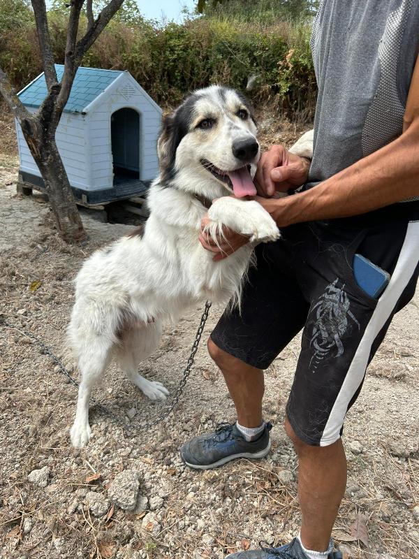 Pablo Splendido Giovanotto Vive A Catena, AIUTIAMOLO!!!  Foto 3