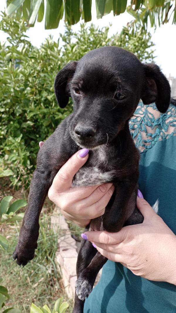 Lamù Cucciolina Di Taglia Piccola Cerca Casa
