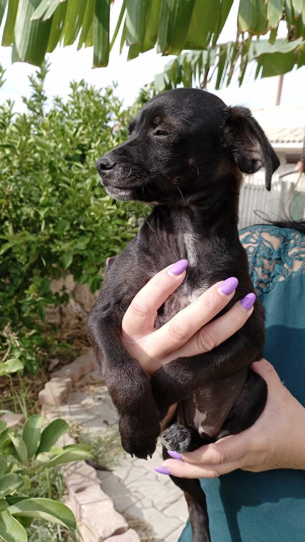 Lamù cucciolina di taglia piccola cerca casa Foto 2