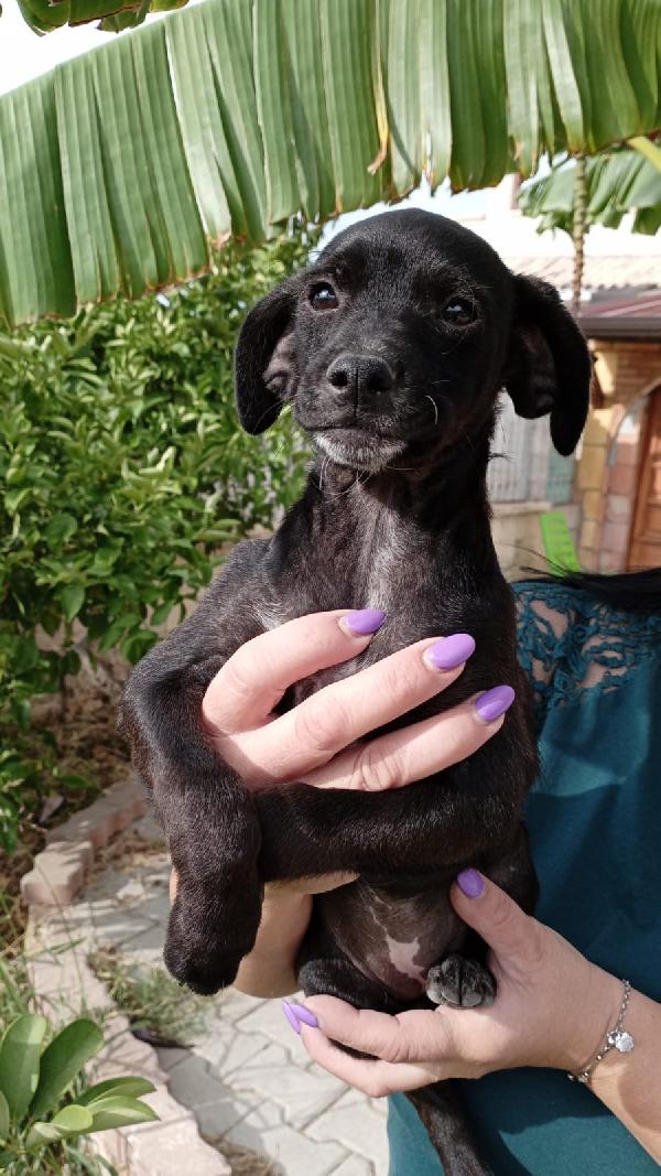 Lamù cucciolina di taglia piccola cerca casa Foto 3