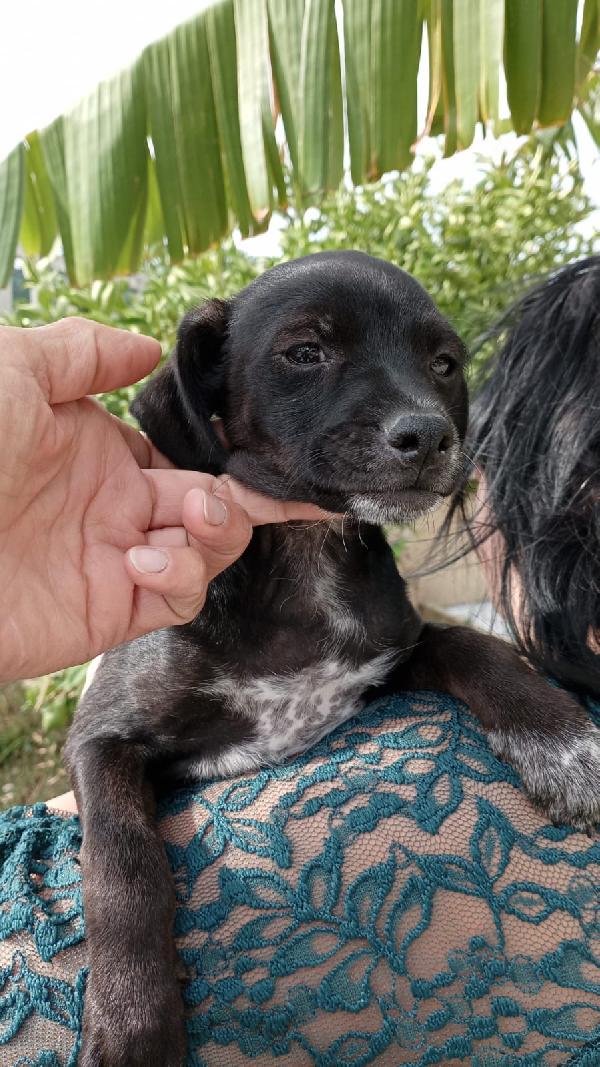 Lamù cucciolina di taglia piccola cerca casa Foto 4