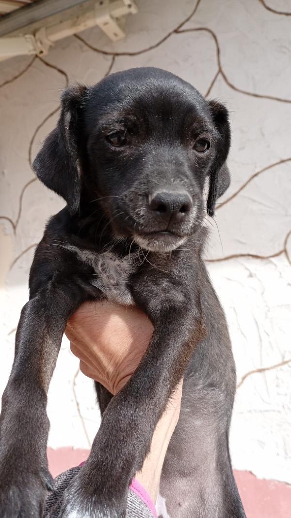 Lamù cucciolina di taglia piccola cerca casa Foto 5
