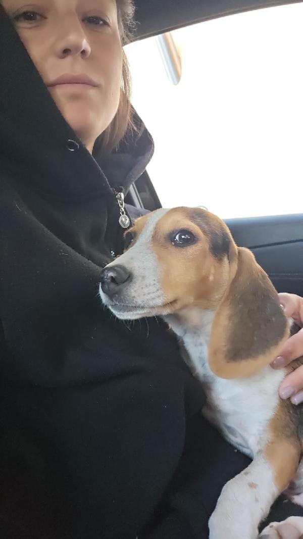 Sbirulino: 5 Mesi Incrocio Beagle 