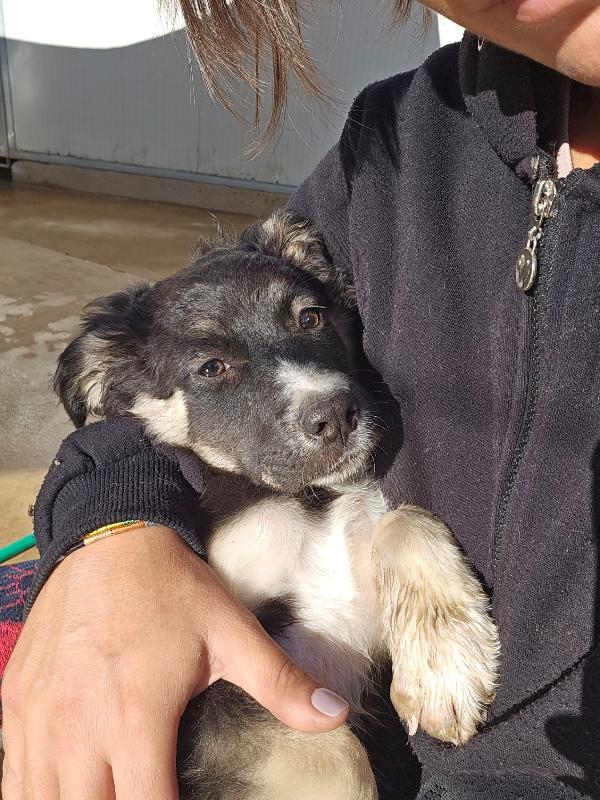 Sarabi Dolce Cucciola Taglia Media Cerca Casa 