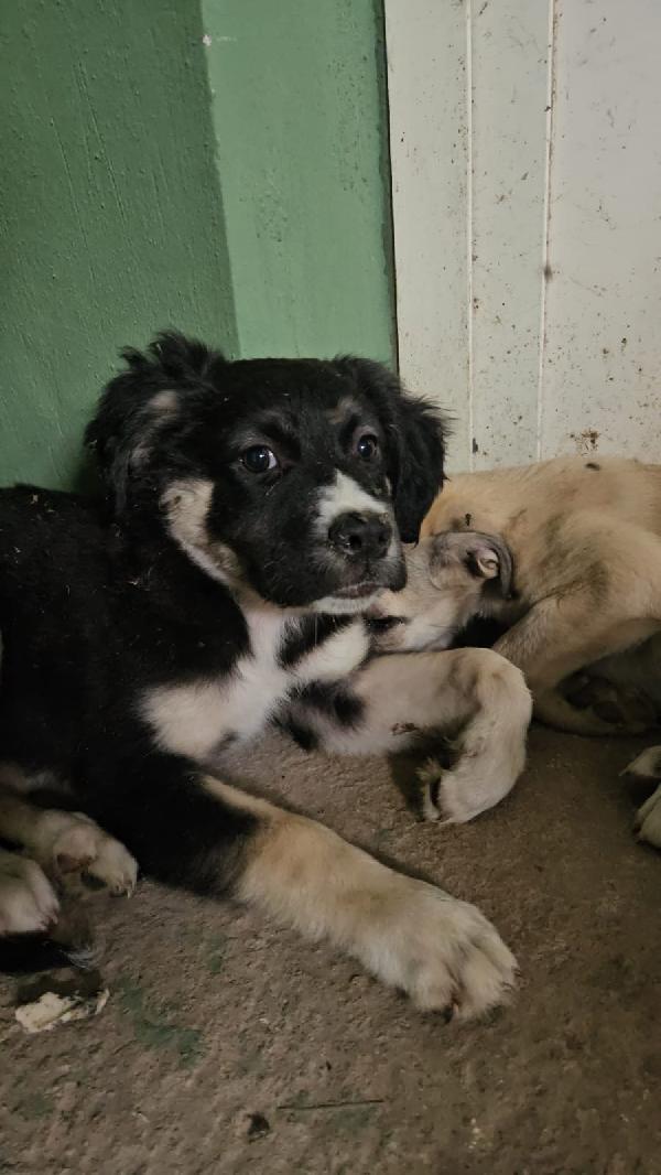 Sarabi dolce cucciola taglia media cerca casa  Foto 2