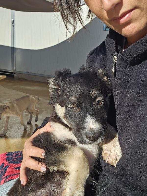 Sarabi dolce cucciola taglia media cerca casa  Foto 3