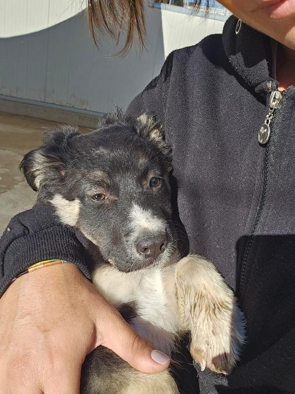 Sarabi dolce cucciola taglia media cerca casa  Foto 4