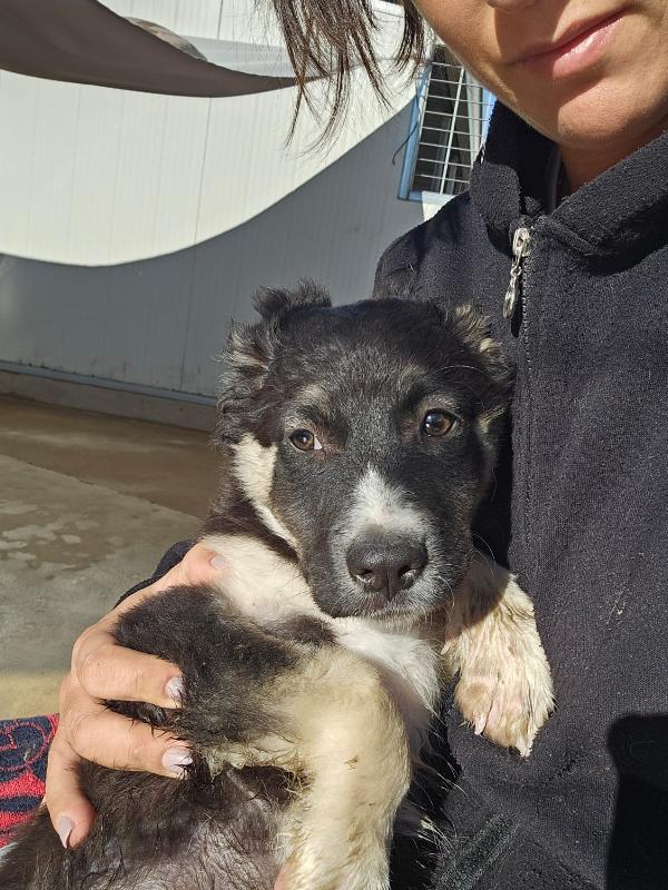 Sarabi dolce cucciola taglia media cerca casa  Foto 5