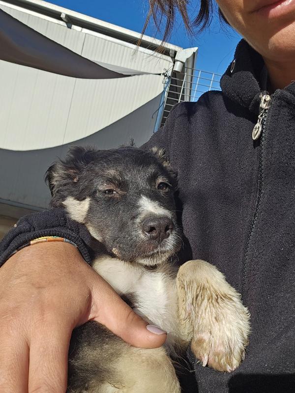 Sarabi dolce cucciola taglia media cerca casa  Foto 6