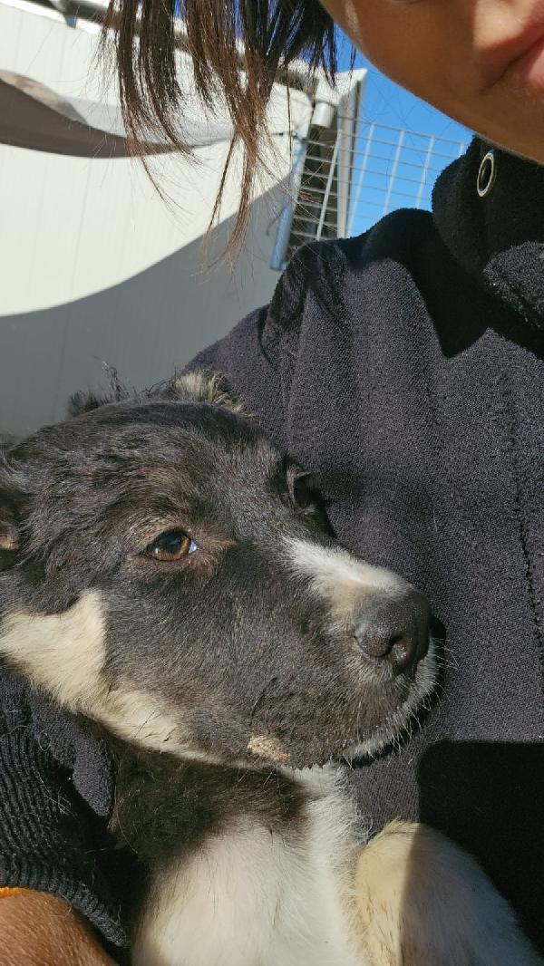Sarabi dolce cucciola taglia media cerca casa  Foto 7