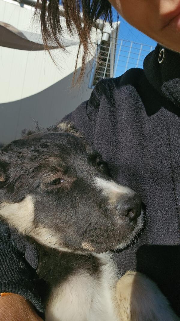 Sarabi dolce cucciola taglia media cerca casa  Foto 8