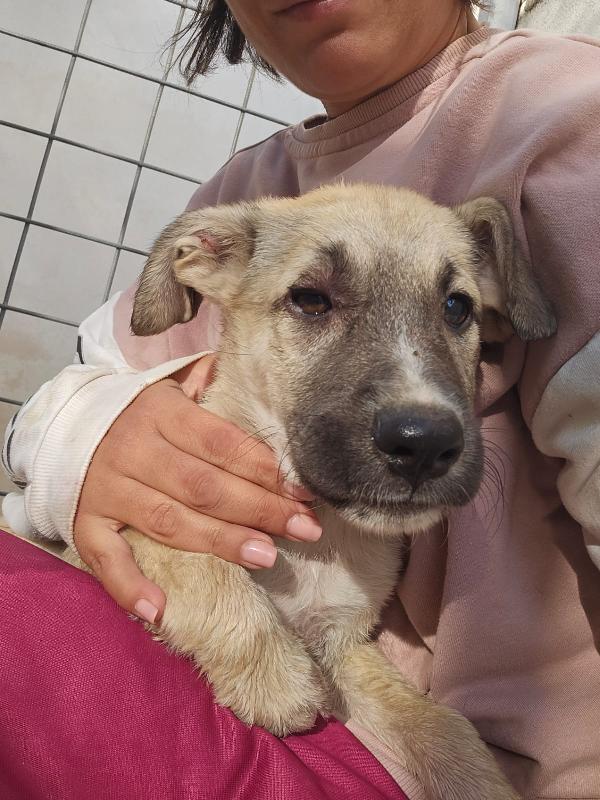 Zira Splendida Cucciola Cerca Famiglia 
