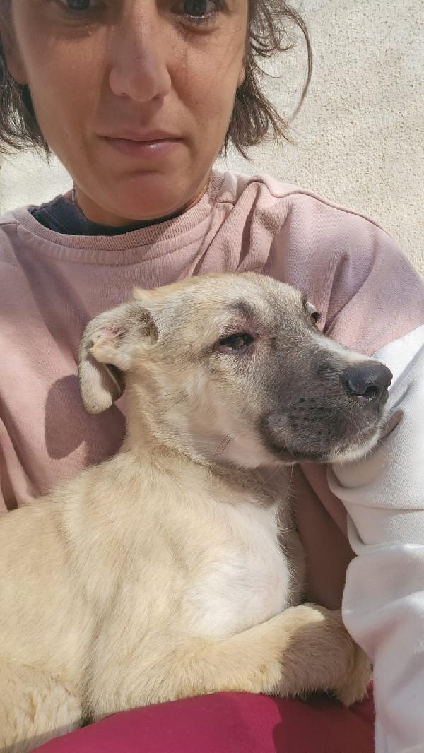 Zira splendida cucciola cerca famiglia  Foto 2