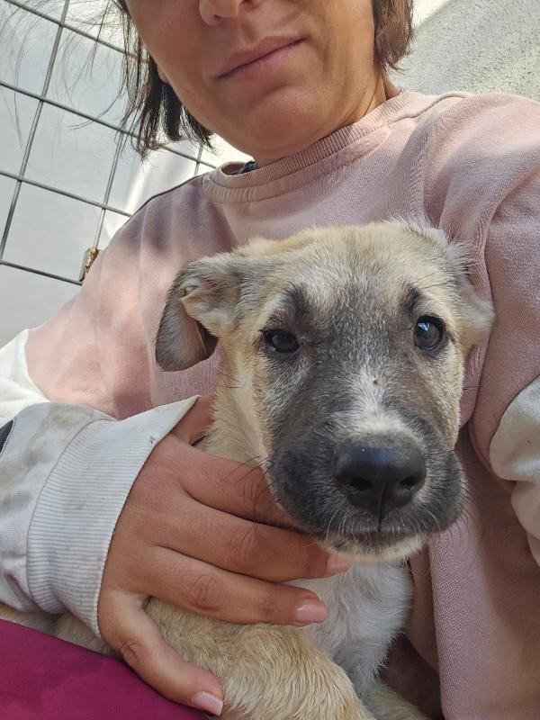 Zira splendida cucciola cerca famiglia  Foto 3