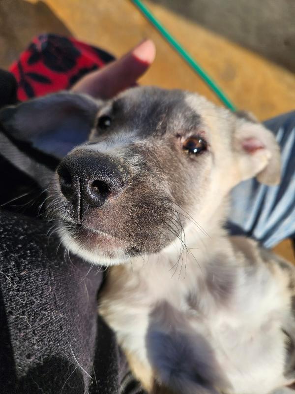 Zira splendida cucciola cerca famiglia  Foto 4