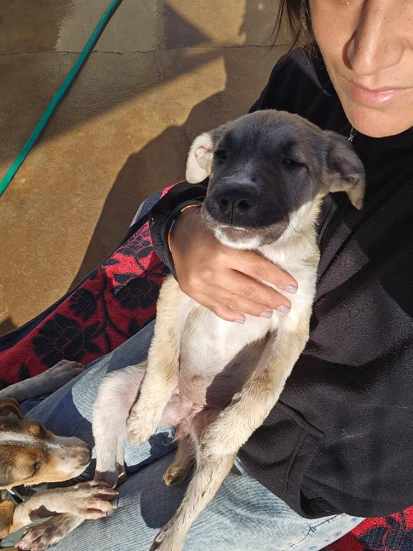 Zira splendida cucciola cerca famiglia  Foto 5