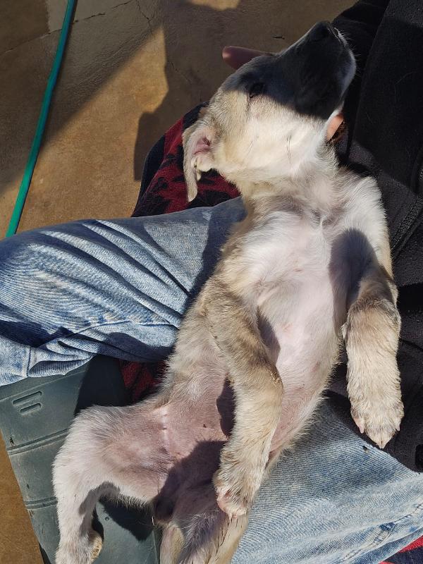 Zira splendida cucciola cerca famiglia  Foto 6