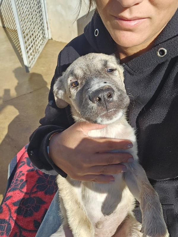 Zira splendida cucciola cerca famiglia  Foto 7