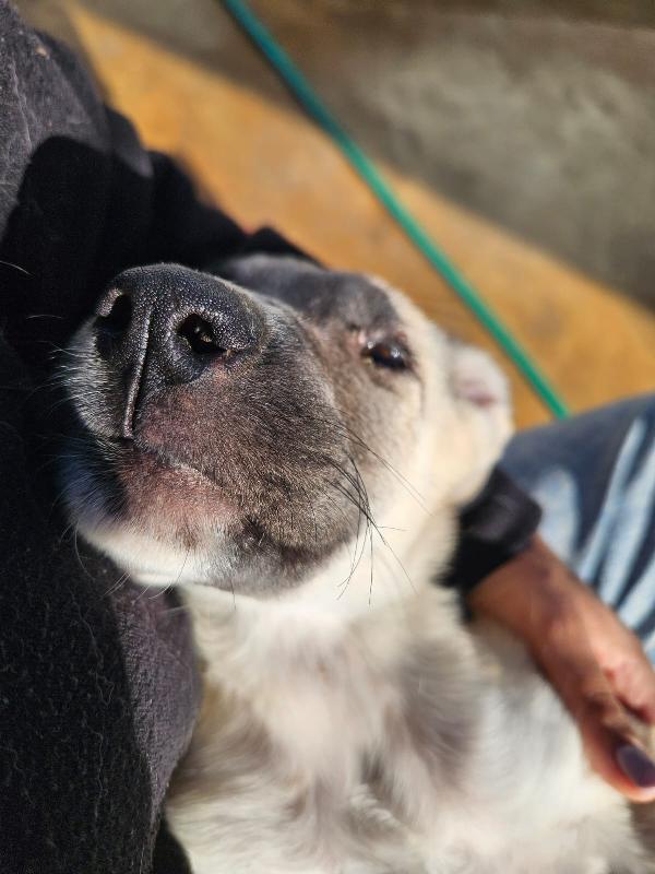 Zira splendida cucciola cerca famiglia  Foto 8