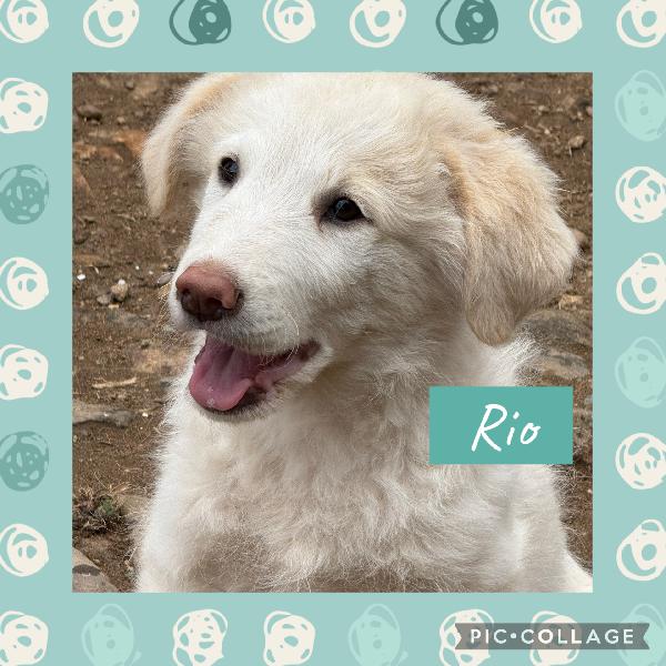💙🐾 Rio 🐾💙 Dolce Bellissimo Cucciolo In Adozione 